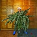 Grape Deebo F1 Auto Feminized Seeds-NOWL-GRDEF1-AUTO-FEM