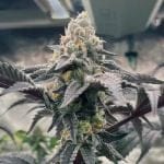 Hasbulla Feminised Seeds - 5-TRS-HAS-FEM-5
