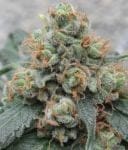HashTonic Regular Seeds - 10-ACEHTREG10