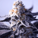 Hazy Girl Feminised Seeds - 5-GRB-HG-FEM-5