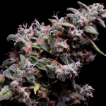 Hazy Kush S1 Feminised Seeds - 5-GRB-HKS1-FEM-5