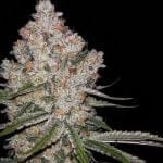 Hazy Voyage Feminised Seeds - 5-GRB-HV-FEM-5