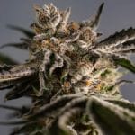 Ice Cold Feminised Seeds - 5-TRS-IC-FEM-5