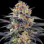 Jealous Mary Auto Feminised Seeds - 5-G13L-JMARY-AUTO-FEM-5