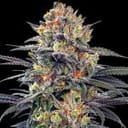 Jealous Mary Auto Feminised Seeds - 5-G13L-JMARY-AUTO-FEM-5