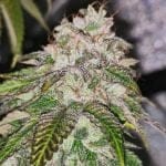 Kuntz 'n' Cream Feminised Seeds - 5-PF-024-F5