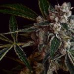 LA Kosher Kush Regular Seeds - 11-GRB-LAKK-REG-11