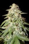 Naptown F1 Auto Feminised Seeds