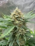 Naptown F1 Auto Feminized Seeds-NOWL-NAPF1-AUTO-FEM