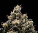 Northern Mints Regular Seeds - 11-GRB-AMX89NL5-REG-11