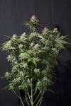 Orange Sherbet Fast Feminised Seeds-FB-ORSH-FAST-FEM