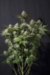 Orange Sherbet Fast Feminised Seeds-FB-ORSH-FAST-FEM