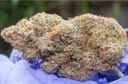 Outlier Z F4 Auto Feminized Seeds-NOWL-OUTZF4-AUTO-FEM