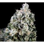 Papaya Candy Rapide Féminisée Semences - 5-ATL-PC-FAST-FEM-5