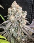 Pillow Talk Feminized Seeds-MOSCA-PITA-FEM