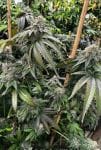 Planet Hulk S1 Feminised Seeds-MOSCA-PLHUS1-FEM