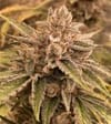 Pre 98 Episode 1 F4 Auto Feminized Seeds-NOWL-P98EP1F4-AUTO-FEM