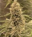Pre 98 Episode 1 F4 Auto Feminized Seeds-NOWL-P98EP1F4-AUTO-FEM