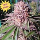Runtz de Frutas Feminised Seeds-MOSCA-RUDE-FEM