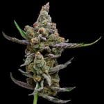 Sail Haten Feminised Seeds - 5-GRB-SH-FEM-5