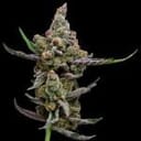Sail Haten Feminised Seeds - 5-GRB-SH-FEM-5