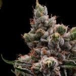 Skywalker 78 Regular Seeds - 11-GRB-SW78-REG-11