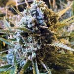 Sour Krout AUTO Feminised Seeds - 5-TRS-SK-AUTO-FEM-5