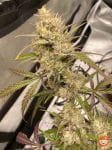 Space Station Gold F1 Auto Feminised Seeds