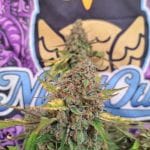 Strawberry Popesicle Auto Feminized Seeds-NOWL-STPO-AUTO-FEM