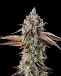 Strawberry Skrilla Feminized Seeds