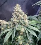 Strawberry Temple Regular Seeds