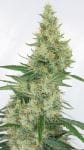 Super Panama Haze Feminised Seeds - 5-ACESPHFEM5