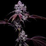 78 Tenzin #4 Regular Seeds - 11-GRB-78T4-REG-11
