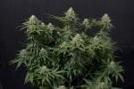 Wedding Cheesecake Fast Feminised Seeds-FB-WEDCH-FAST-FEM