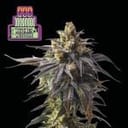Witches Wedding Ltd. Edition Feminized Seeds - 3-SMAN-LTD-WIWE-FEM-3