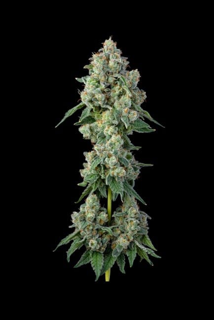 Inside Joke Feminized Seeds