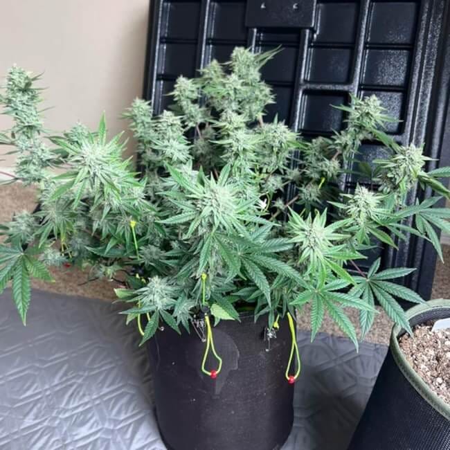 Instant Classik Auto Feminsed Seeds