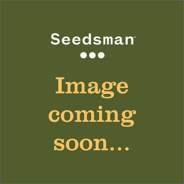 Freaky Dankenstein Feminised Seeds-SMAN-FRDA-FEM