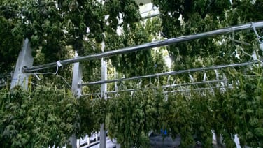 indoor plant watering systems Indoor Plant Watering Device, Automatic Drip Irrigation Kit for 20 Pot