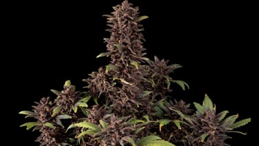 10 Best Autoflowering Strains In 2023