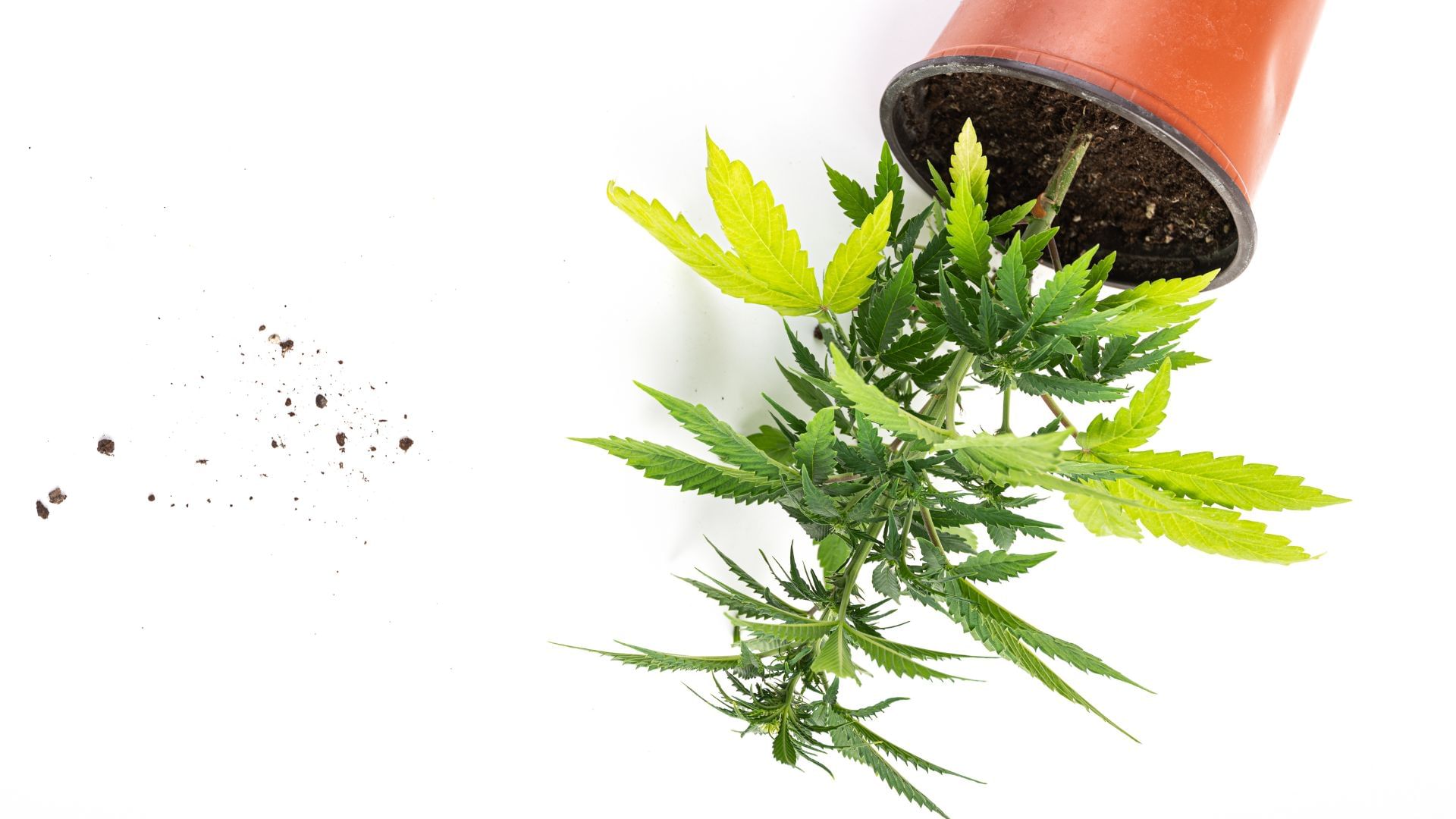 Aggregate 152+ bag soil for autoflowers latest kidsdream.edu.vn