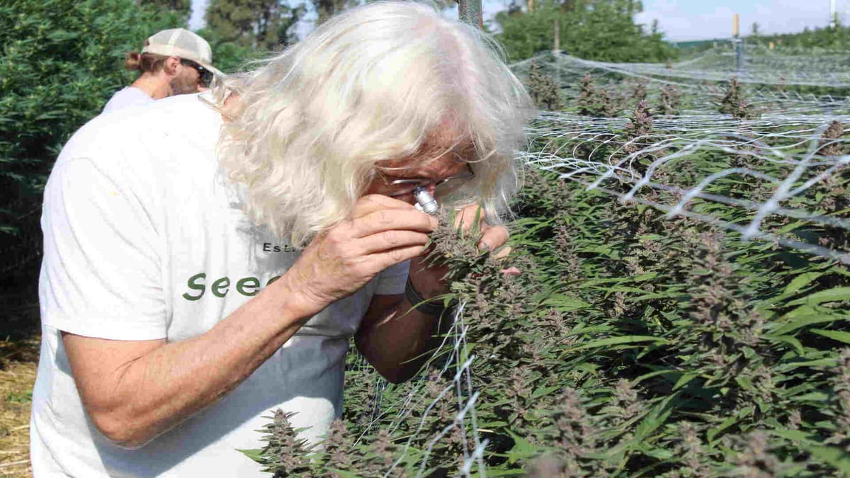 Flushing Cannabis: The Complete Science-Based Guide | Seedsman Blog