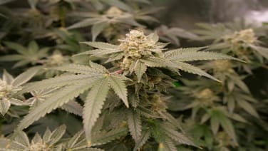 What Weed Plant Growth Looks Like In Pictures