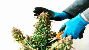 Cannabis Harvesting: The Tools You'll Need | Seedsman Blog