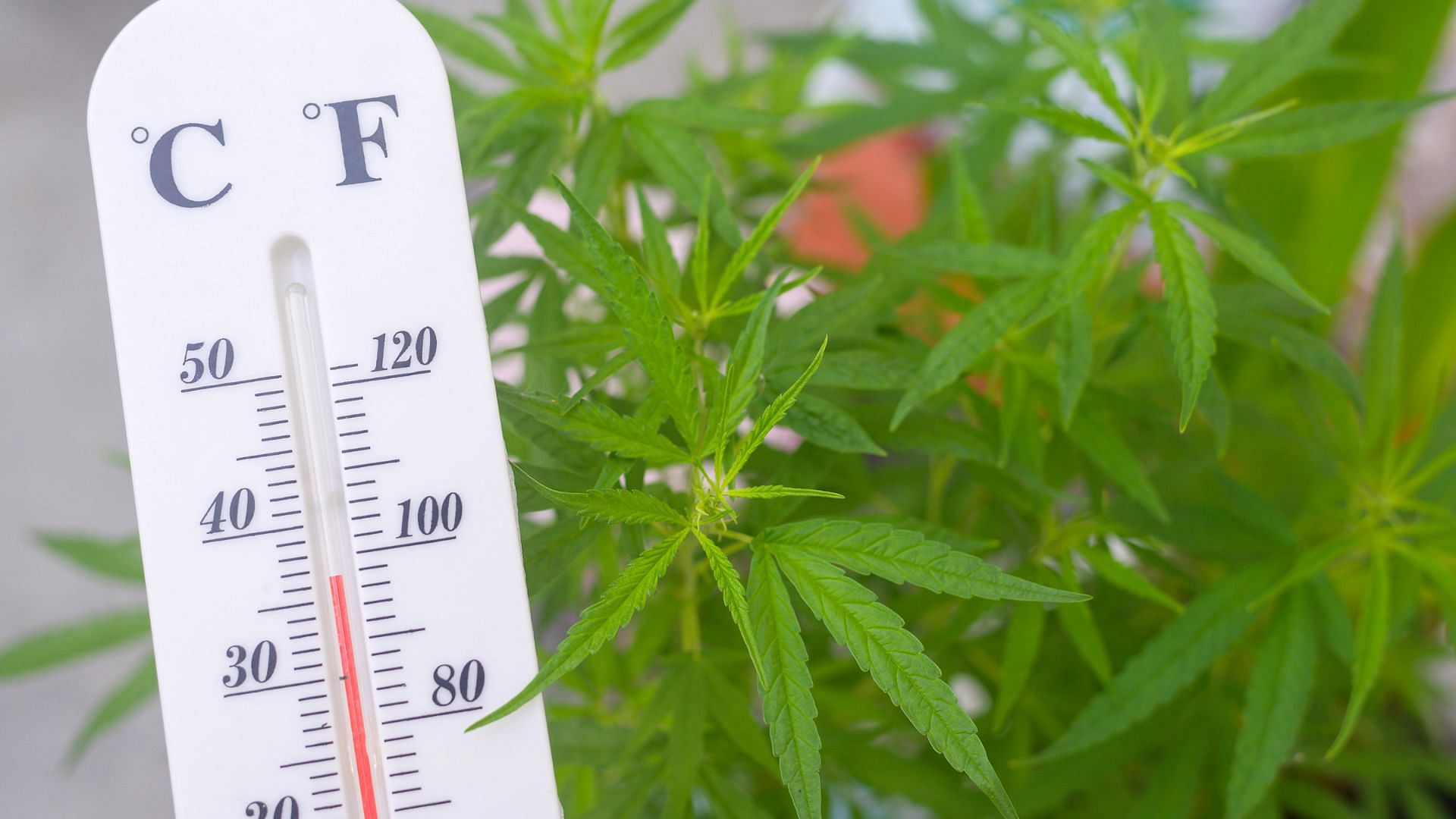 Ideal Temperature and Humidity for Weed Grow