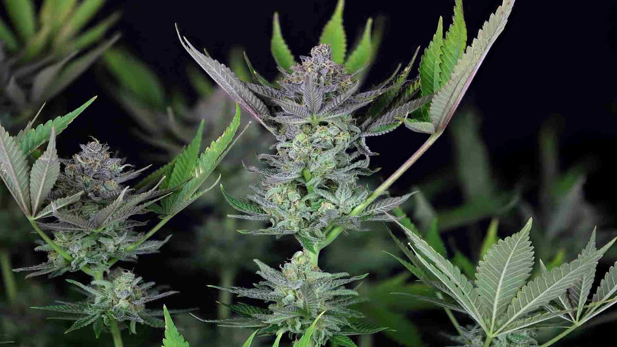 The Strongest Indica Strains On Seedsman 2025 |Seedsman Blog