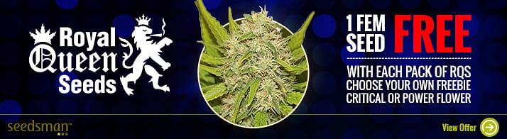 Cannabis Seeds For Sale Since 2003 | Seedsman USA