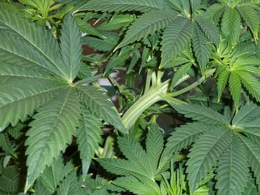 The Story of Cannabis Indica: Origins & Impact | Seedsman Blog