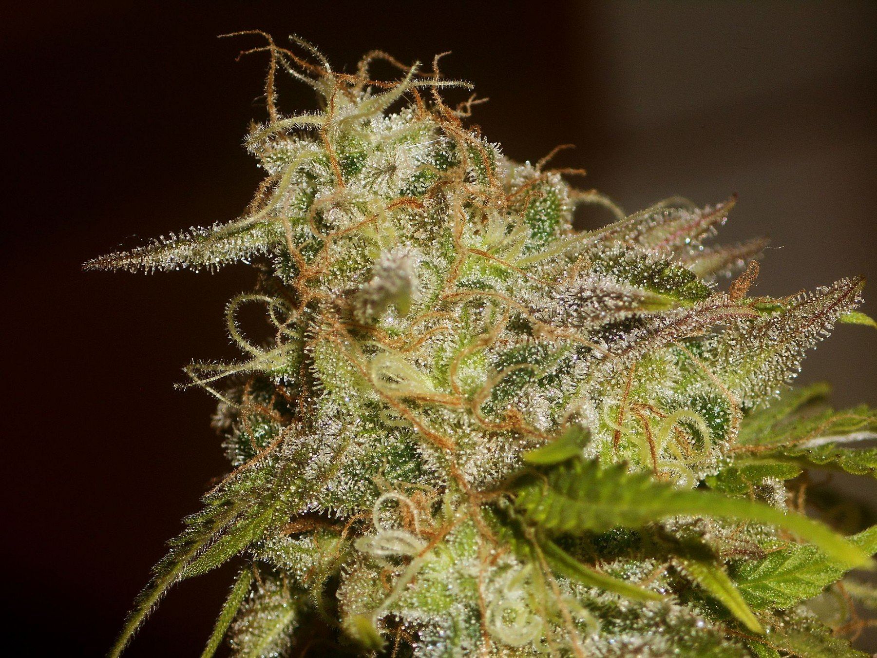 Cannabis Seeds For Sale Since 2003 | Seedsman USA