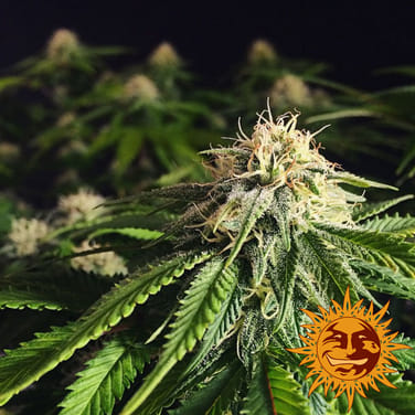 Strain Profile - Blue Cheese Feminised from Barney's Farm